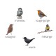 Appeaux - Oiseaux des jardin - Boite de 5
