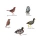 Appeaux - Oiseaux de nos campagnes - Boite de 5